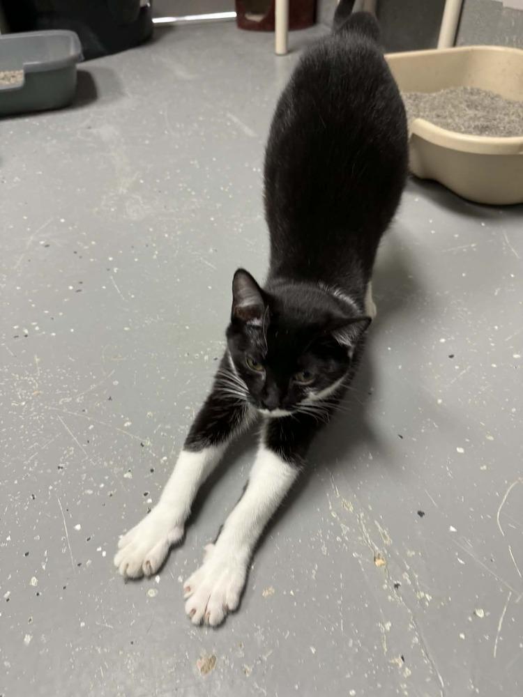 Enlarge MILLIE, a Adoptable mixed breed in Lexington, TN image 3/3