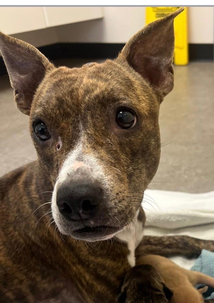 Hope, ADOPTABLE, Young Female Staffordshire Bull Terrier.