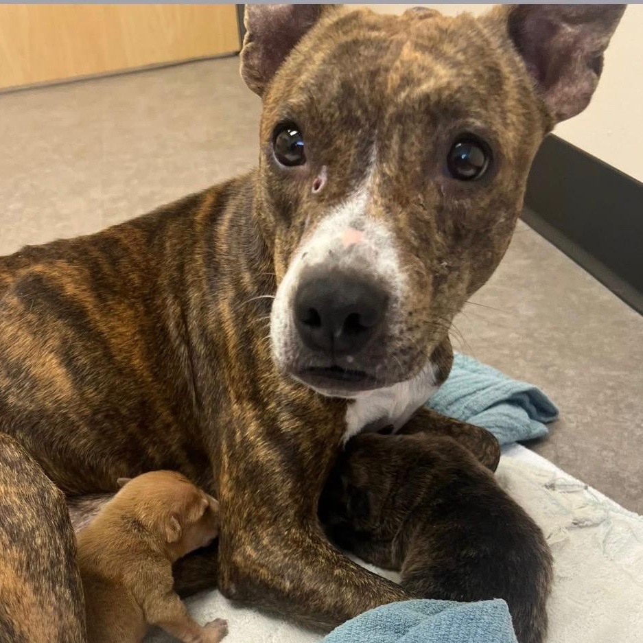 Enlarge Hope, a ADOPTABLE mixed breed in North Dighton, MA image 2/2