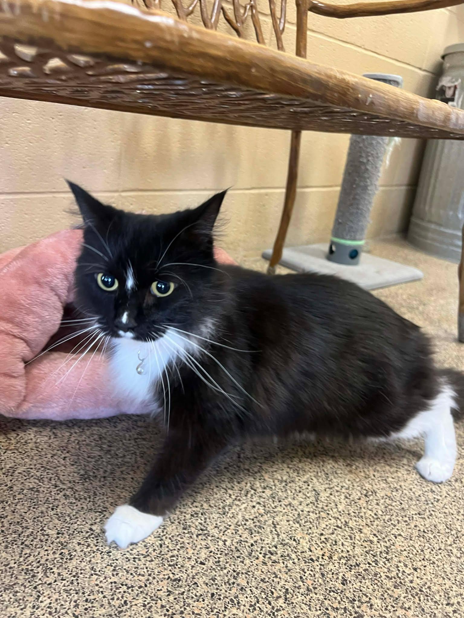 Pickles, adopted, Adult Female Domestic Medium Hair.