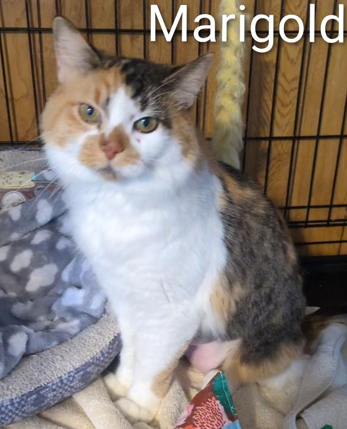 Enlarge Marigold, a ADOPTABLE Domestic Medium Hair in Mears, MI image 1/3