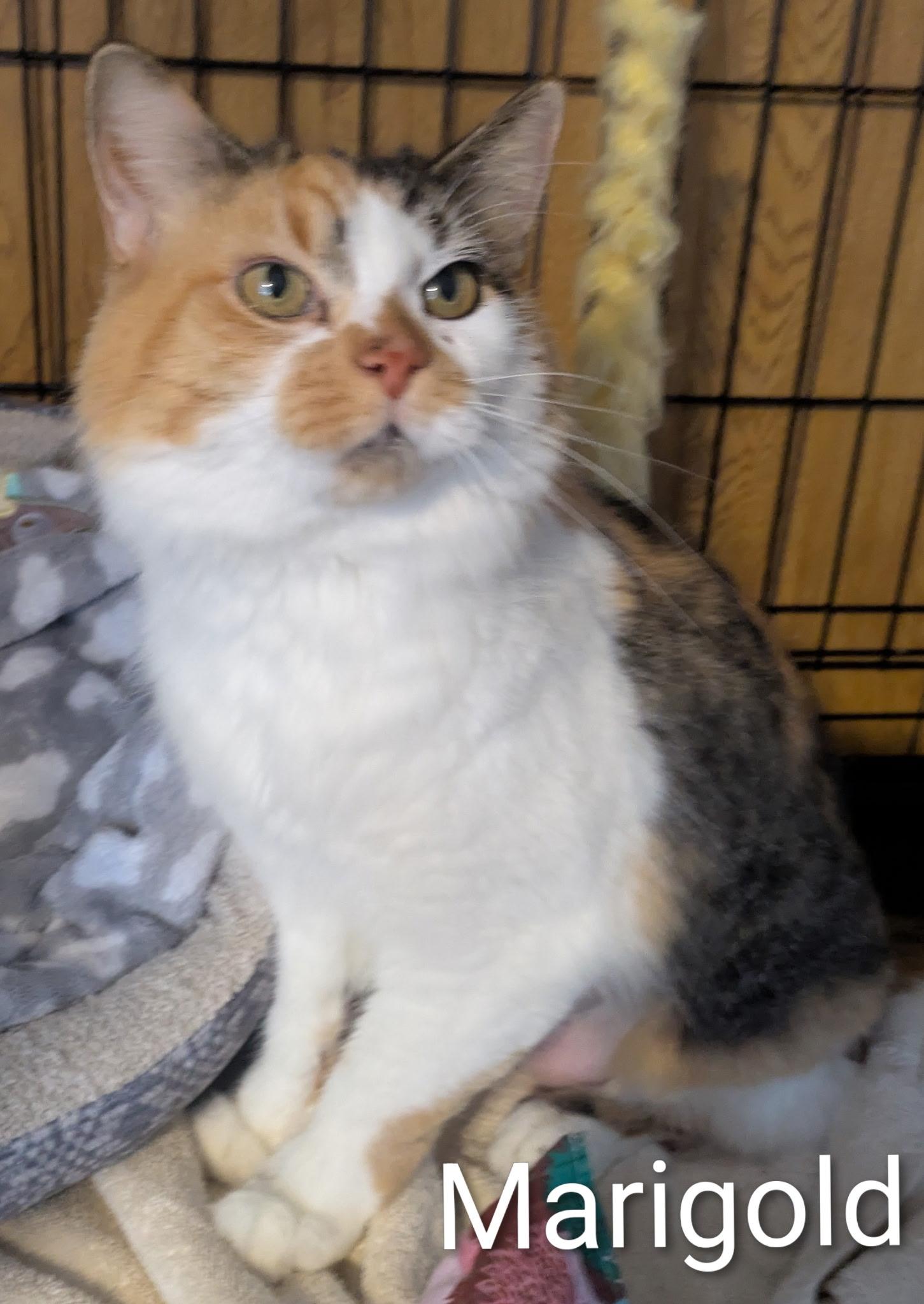 Enlarge Marigold, a ADOPTABLE Domestic Medium Hair in Mears, MI image 2/3