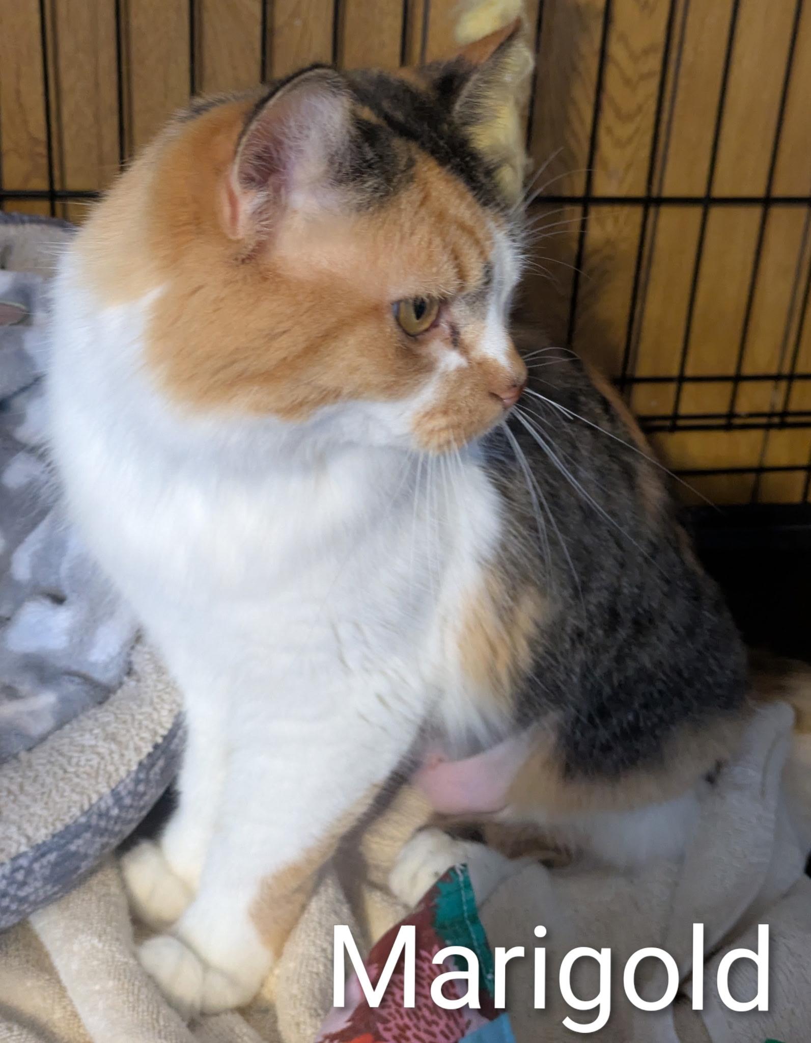 Enlarge Marigold, a ADOPTABLE Domestic Medium Hair in Mears, MI image 3/3