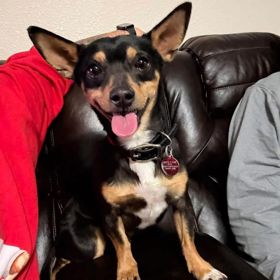 Enlarge Richie, a ADOPTABLE mixed breed in Lubbock, TX image 1/4