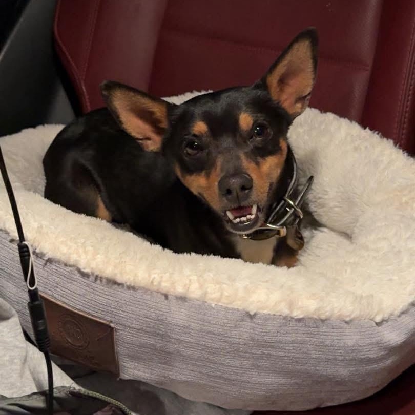 Enlarge Richie, a ADOPTABLE mixed breed in Lubbock, TX image 3/4