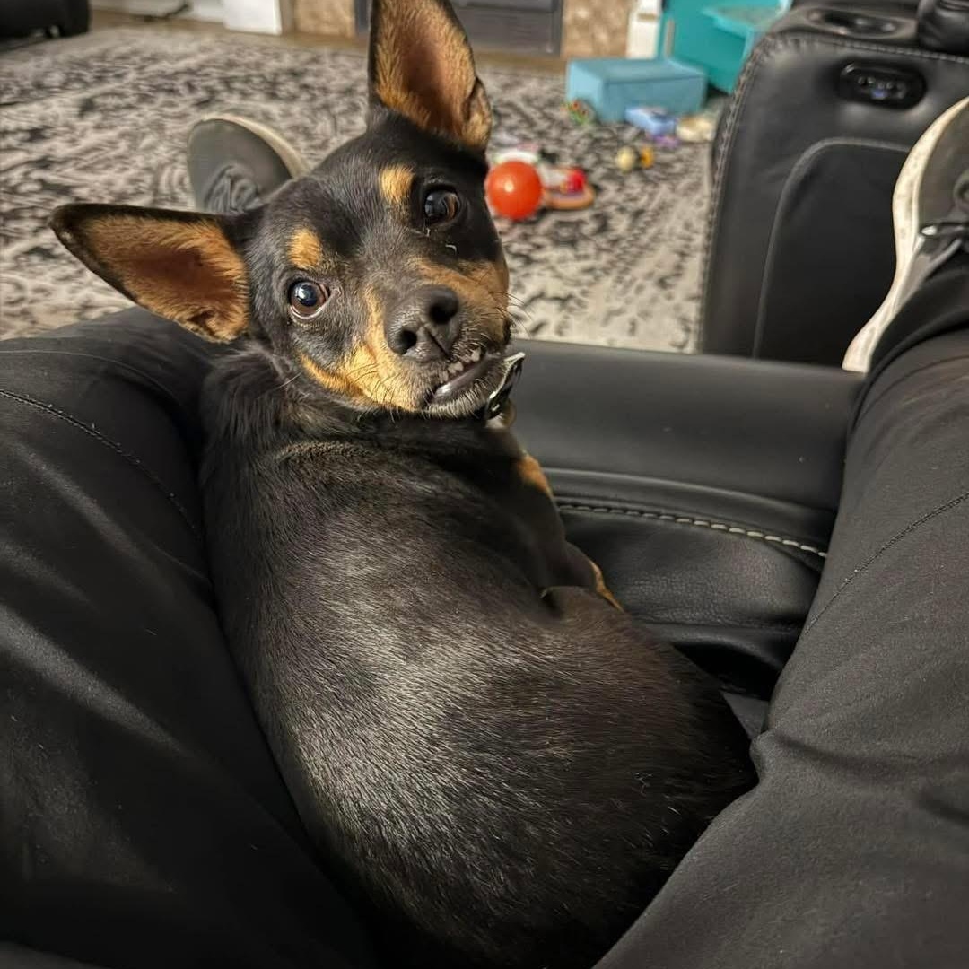 Enlarge Richie, a ADOPTABLE mixed breed in Lubbock, TX image 2/4