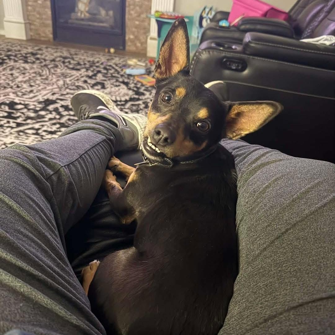 Enlarge Richie, a ADOPTABLE mixed breed in Lubbock, TX image 4/4