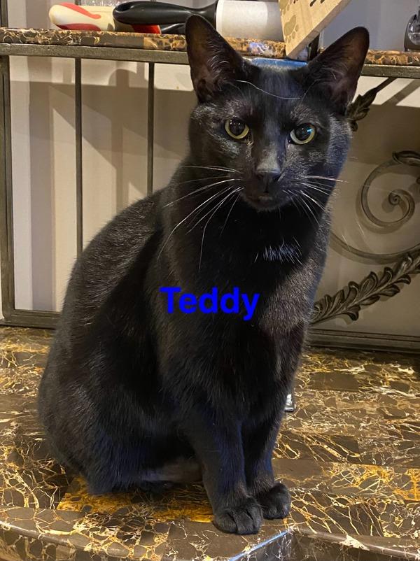 Teddy, Adoptable, Senior Male Domestic Short Hair.