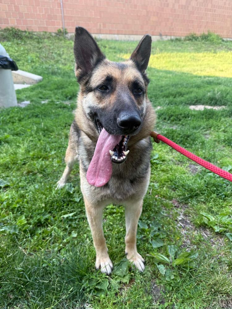 Halle, Adopted, Adult Female German Shepherd Dog.