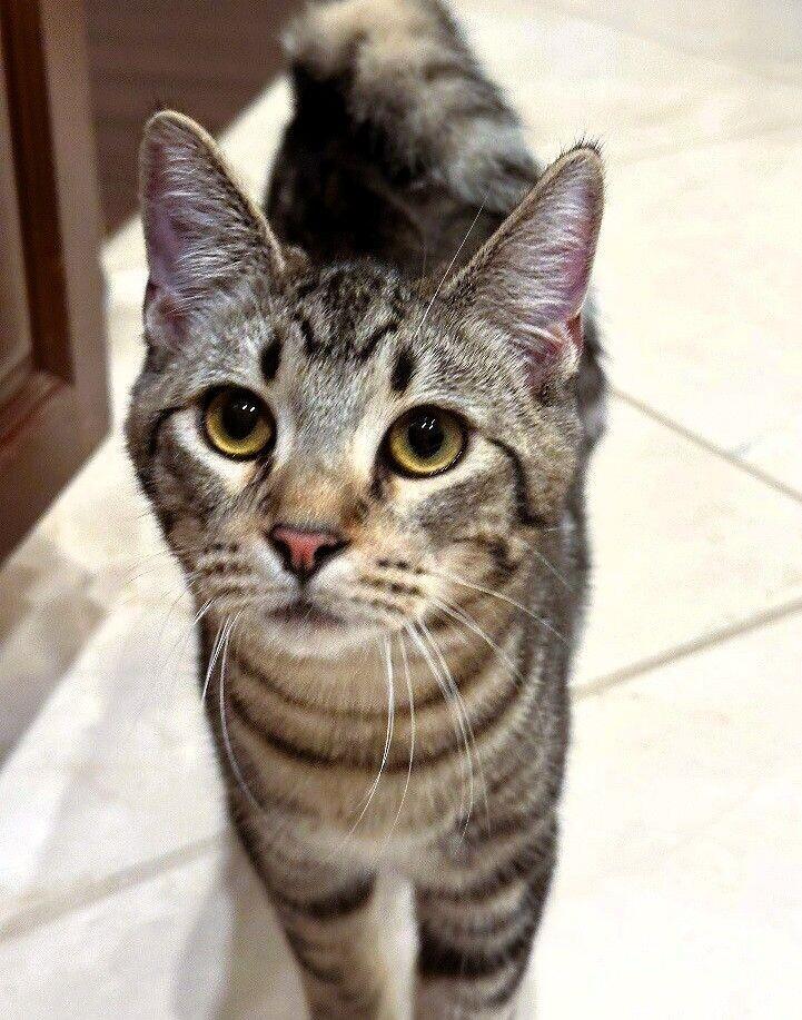 Enlarge Birch - Tree Litter, a Adoptable mixed breed in Anthem, AZ image 2/4