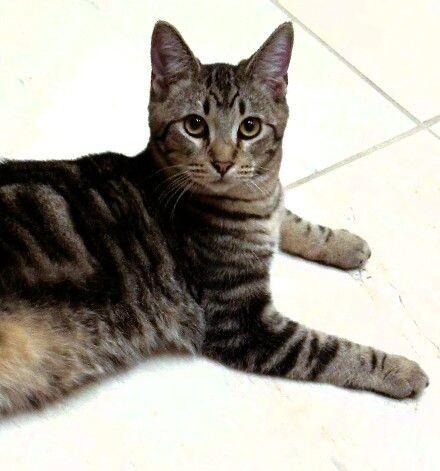 Enlarge Birch - Tree Litter, a Adoptable mixed breed in Anthem, AZ image 3/4