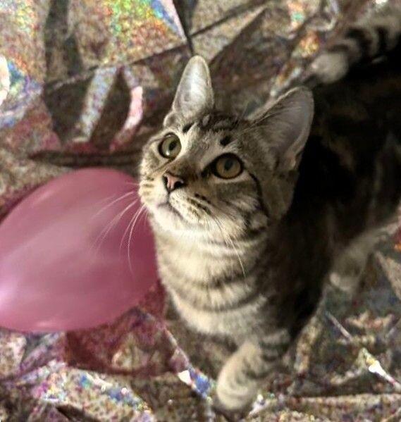 Enlarge Birch - Tree Litter, a Adoptable mixed breed in Anthem, AZ image 4/4