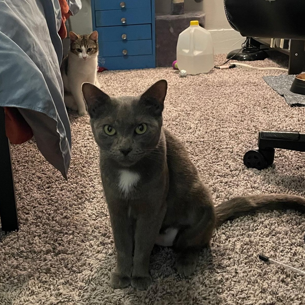 Enlarge Susie Q, a ADOPTABLE mixed breed in Wilmington, NC image 2/6