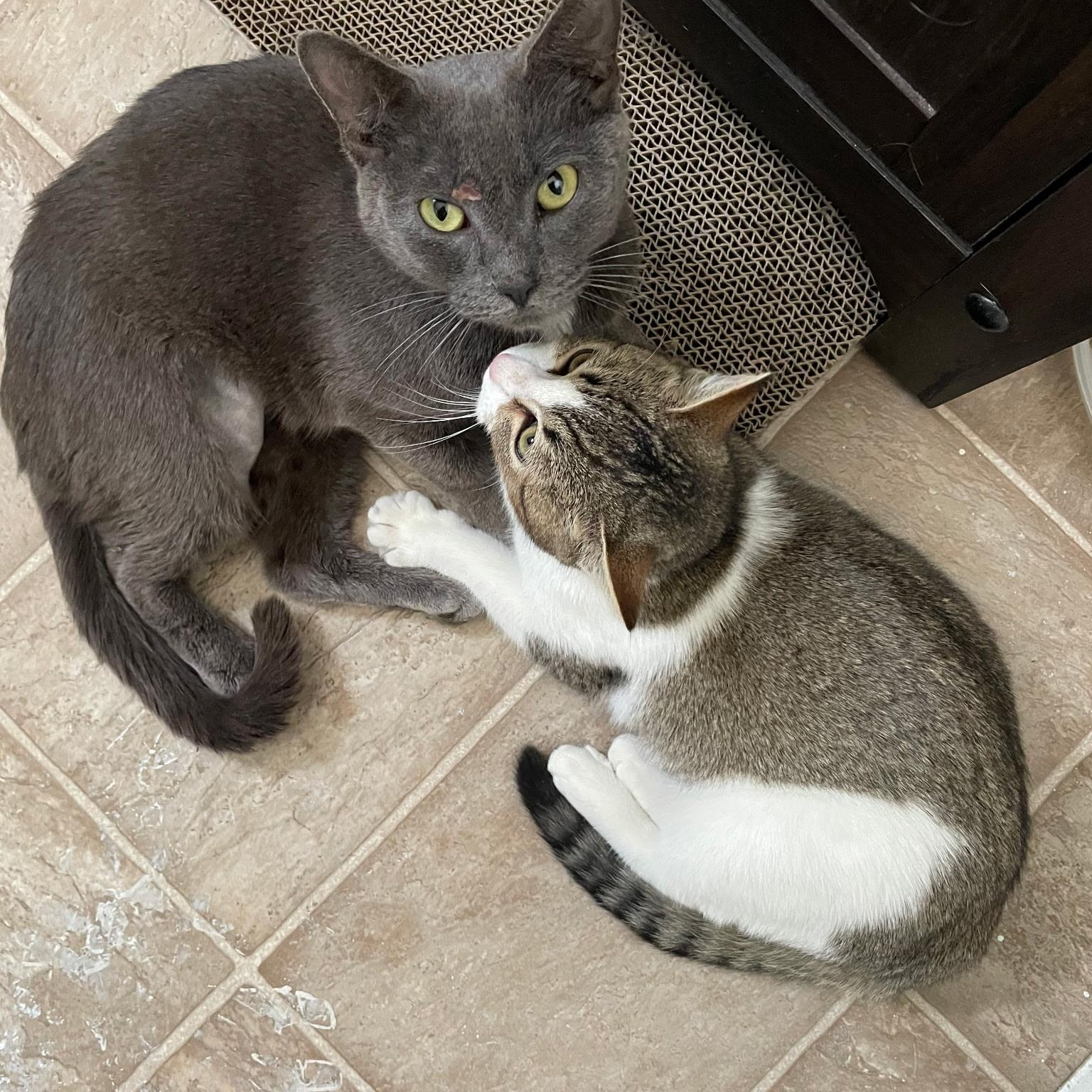 Susie Q, ADOPTABLE, Young Female Russian Blue.