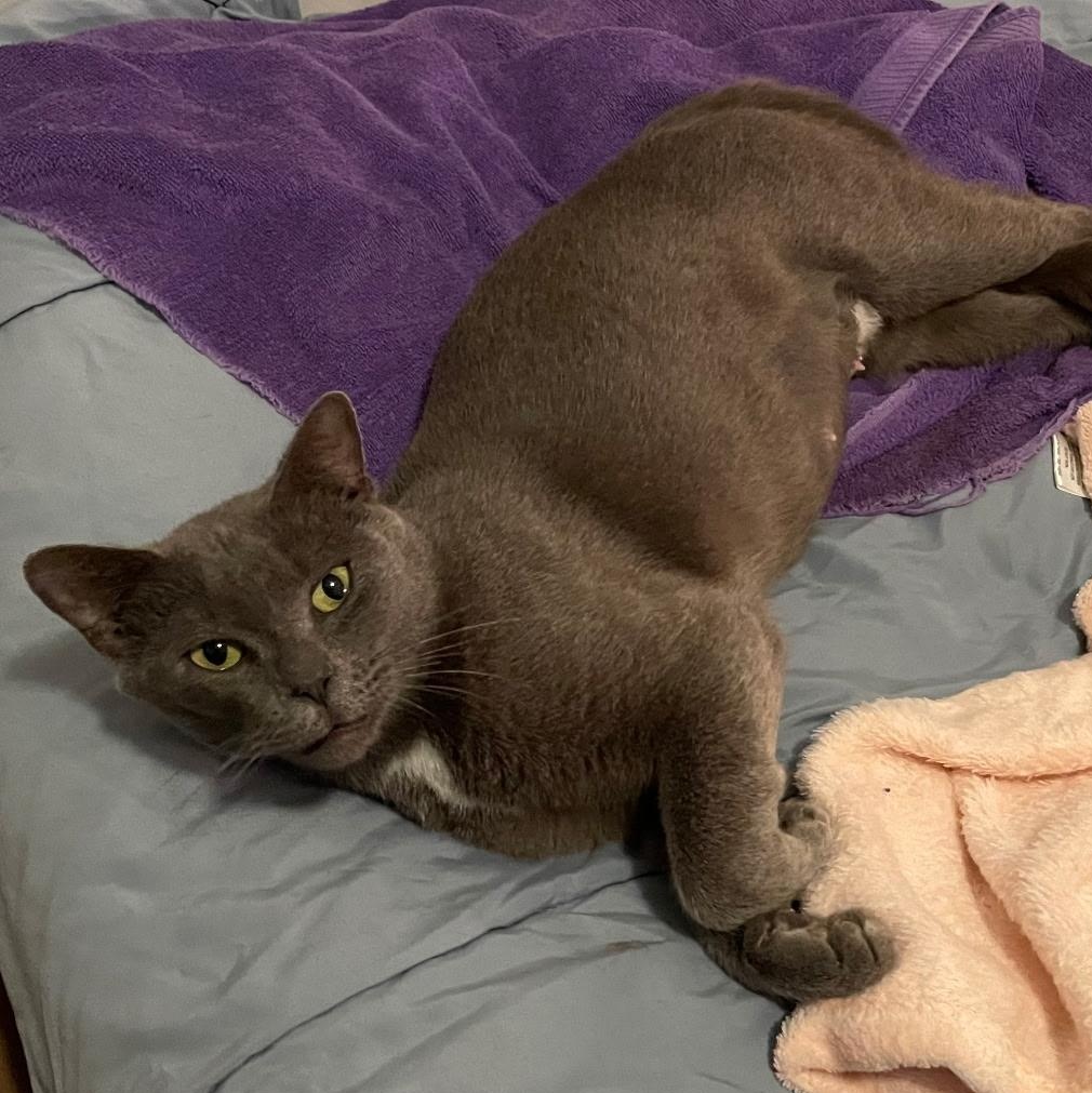 Enlarge Susie Q, a ADOPTABLE mixed breed in Wilmington, NC image 3/6