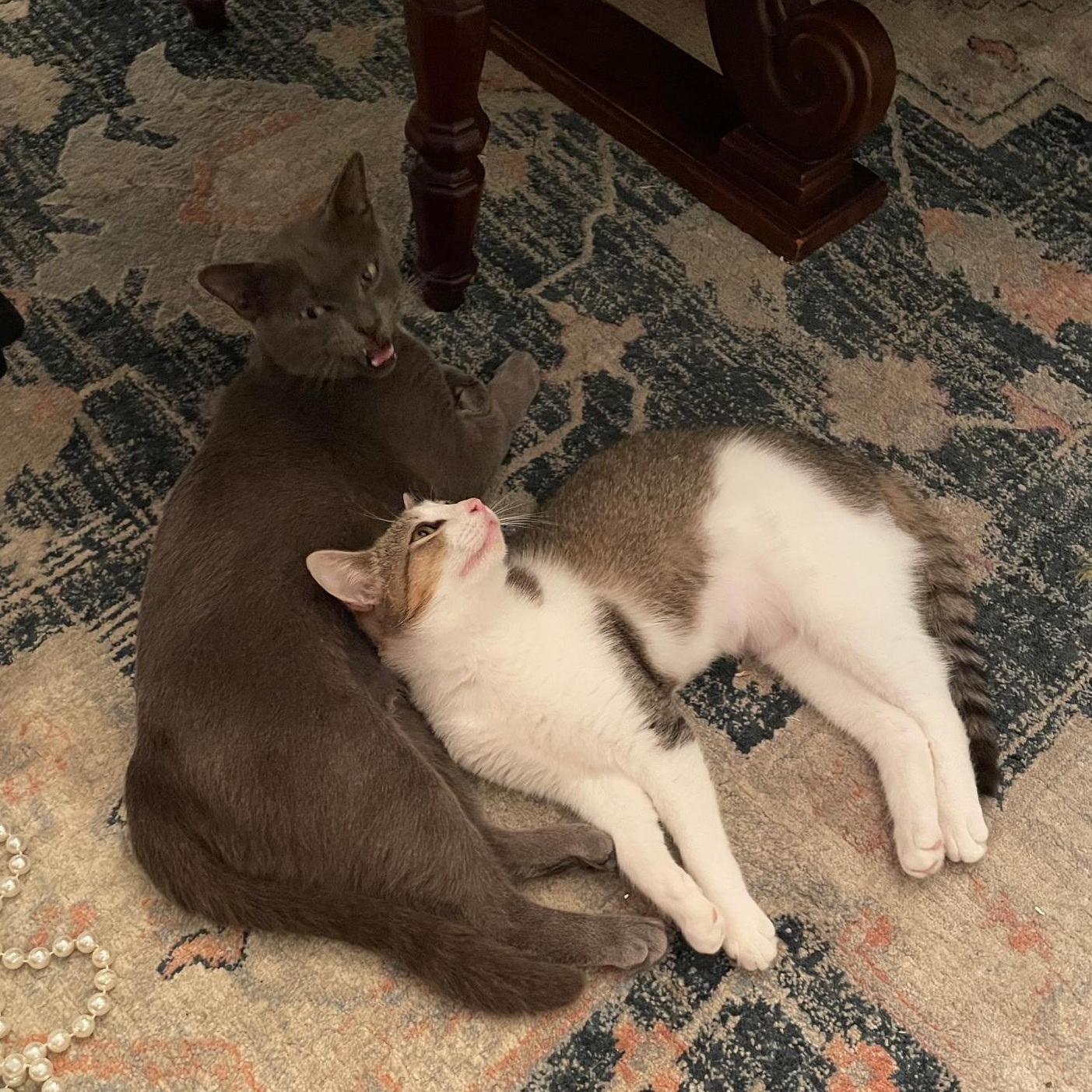 Enlarge Susie Q, a ADOPTABLE mixed breed in Wilmington, NC image 5/6