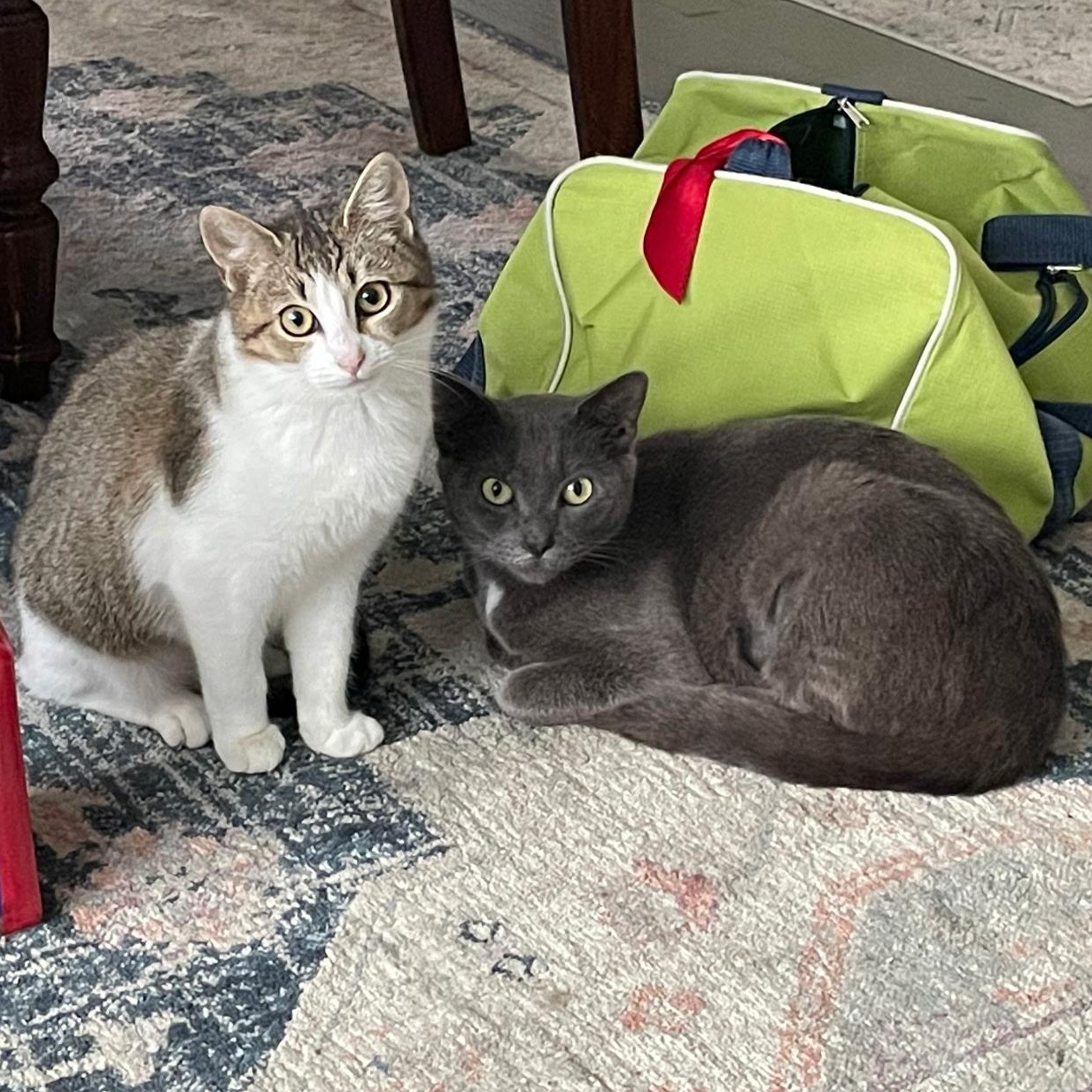 Enlarge Susie Q, a ADOPTABLE mixed breed in Wilmington, NC image 4/6