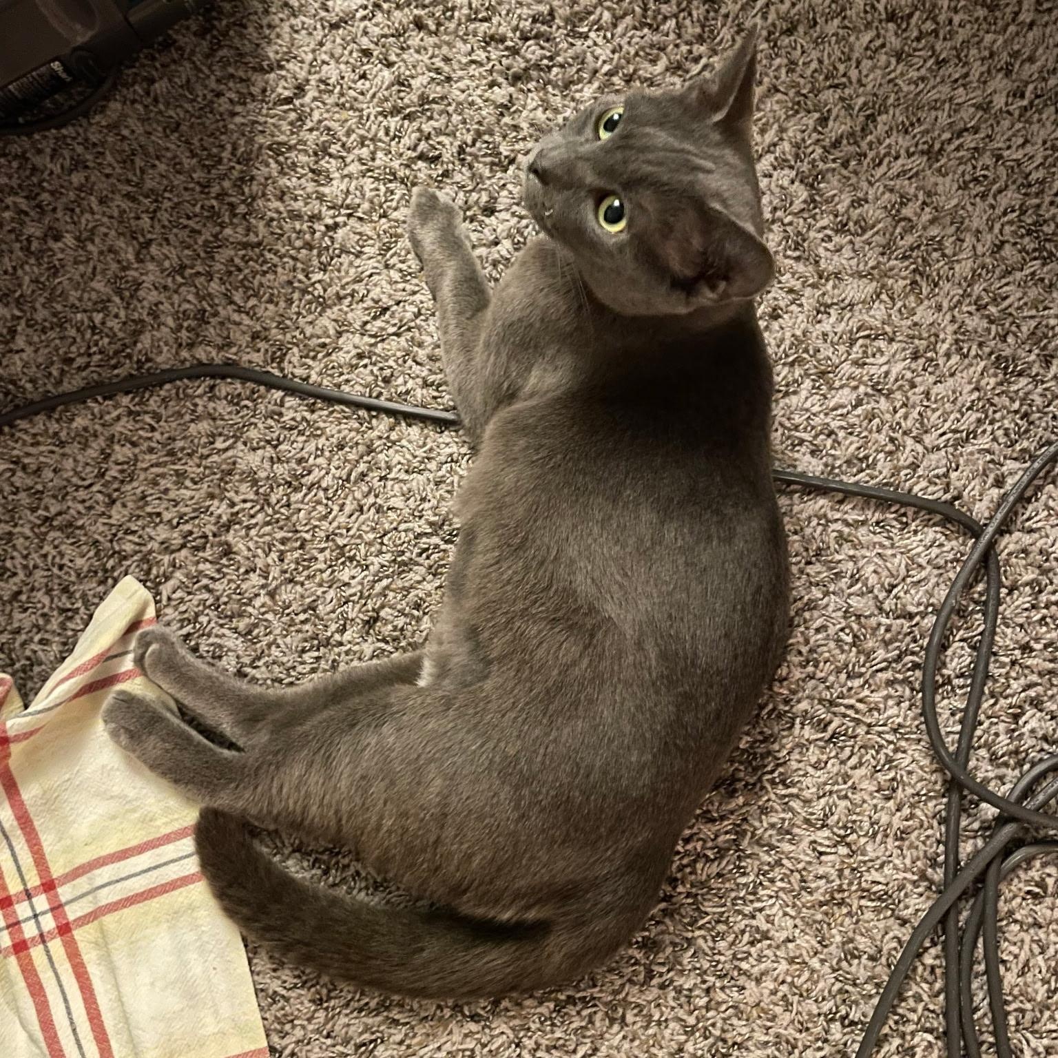 Enlarge Susie Q, a ADOPTABLE mixed breed in Wilmington, NC image 6/6