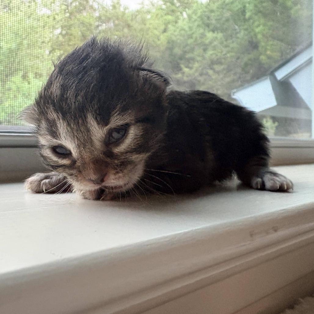 Yam Mochi 4, Adoptable, Kitten Female Domestic Short Hair.