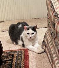 Enlarge Dude Boy, a Adoptable Domestic Short Hair in Lees Summit, MO image 1/3