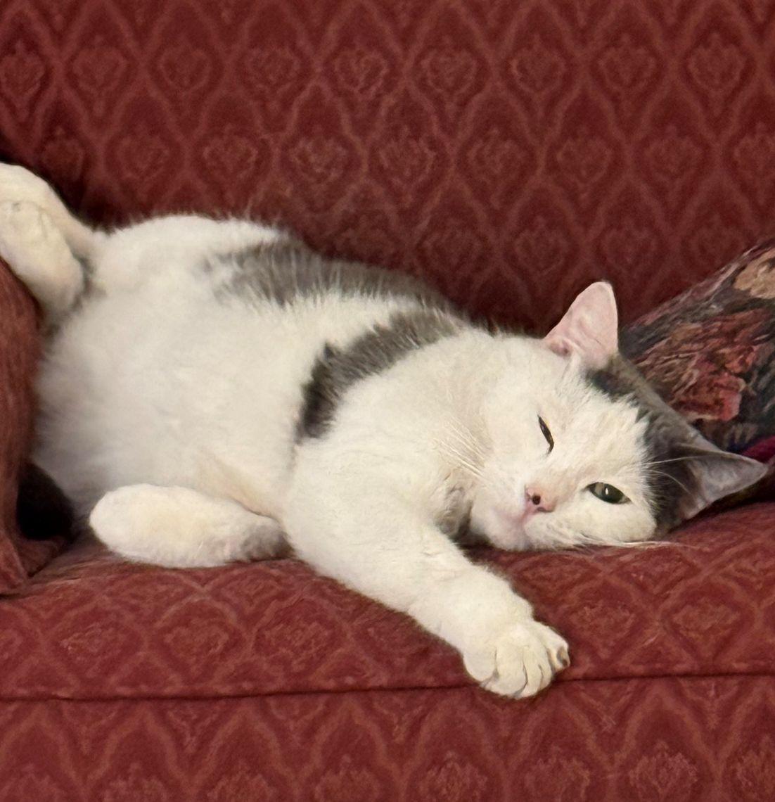 Enlarge Dude Boy, a Adoptable Domestic Short Hair in Lees Summit, MO image 3/3