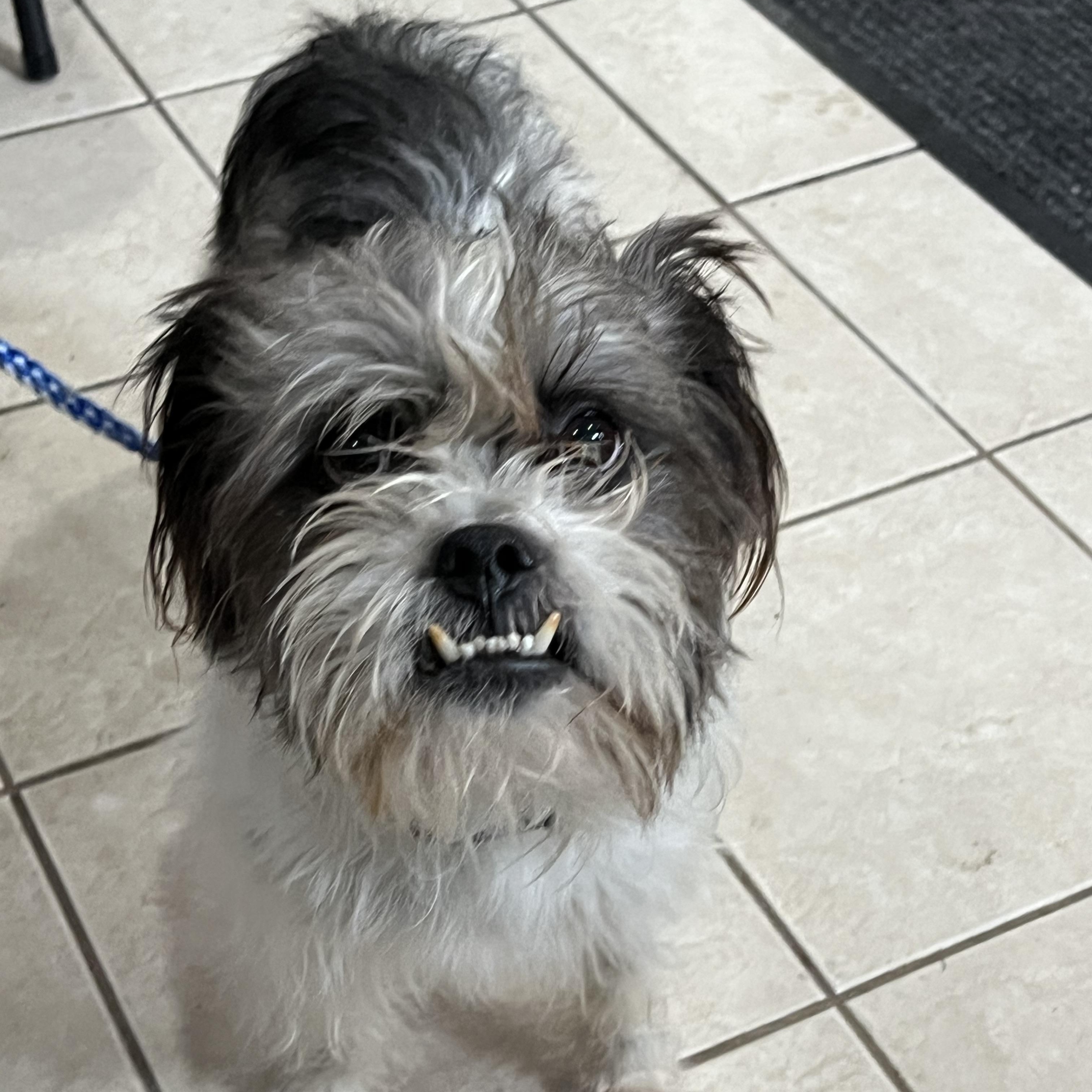 Kyle , ADOPTABLE, Adult Male Shih Tzu.