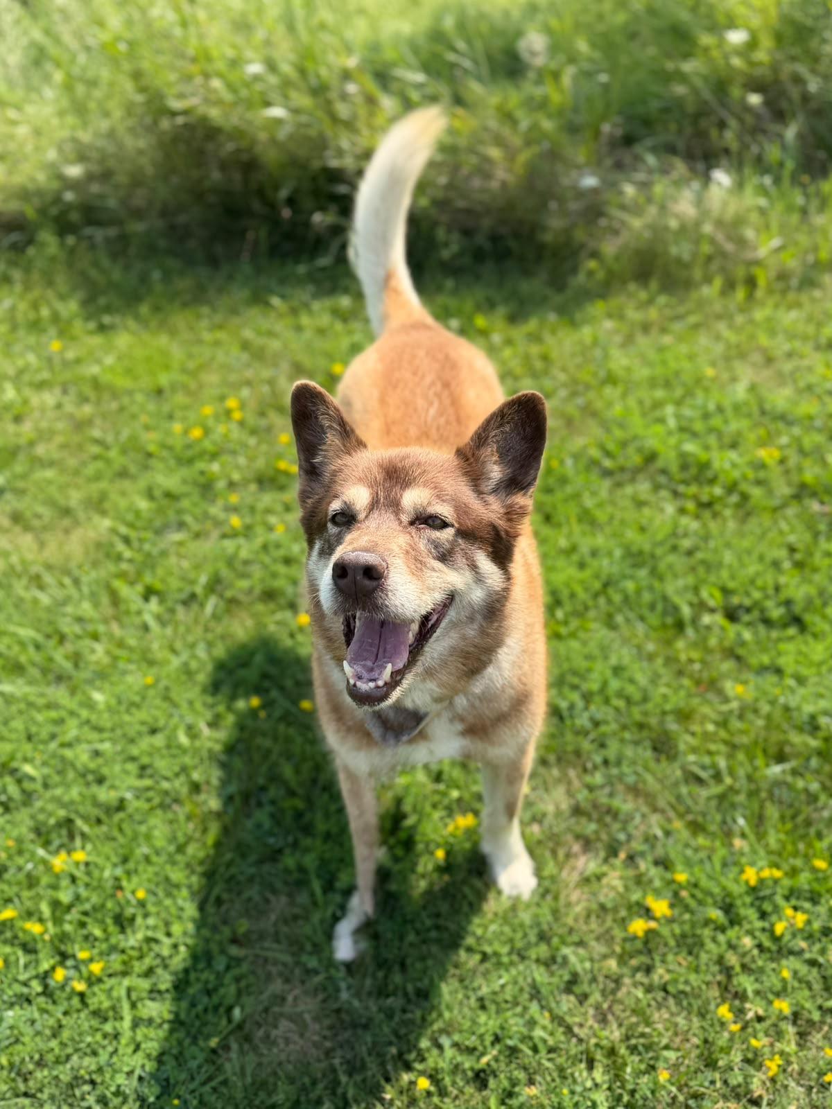 Matilda , ADOPTABLE, Adult Female Shepherd & Husky.