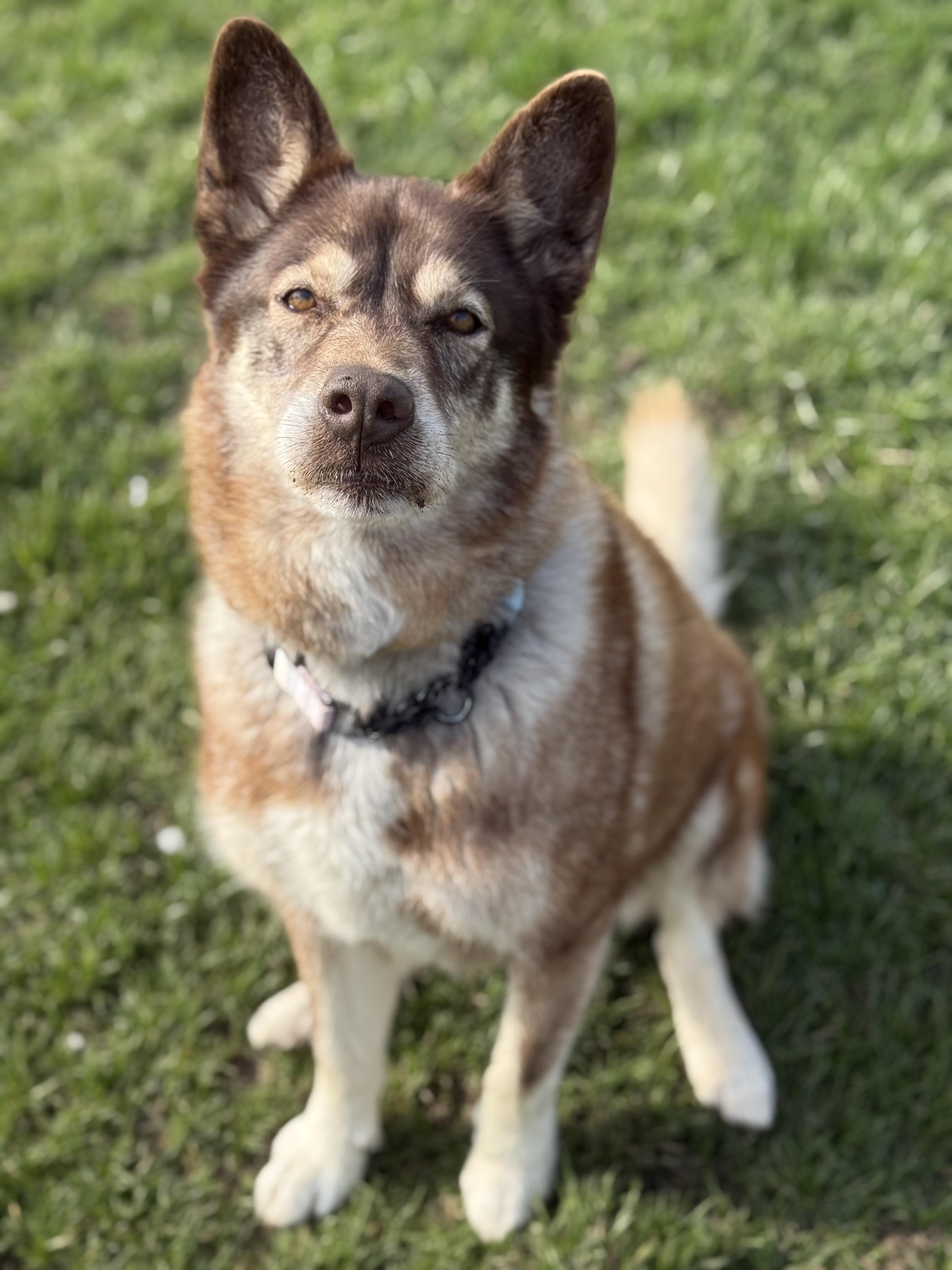 Enlarge Matilda , a ADOPTABLE mixed breed in Everett, ON image 3/5
