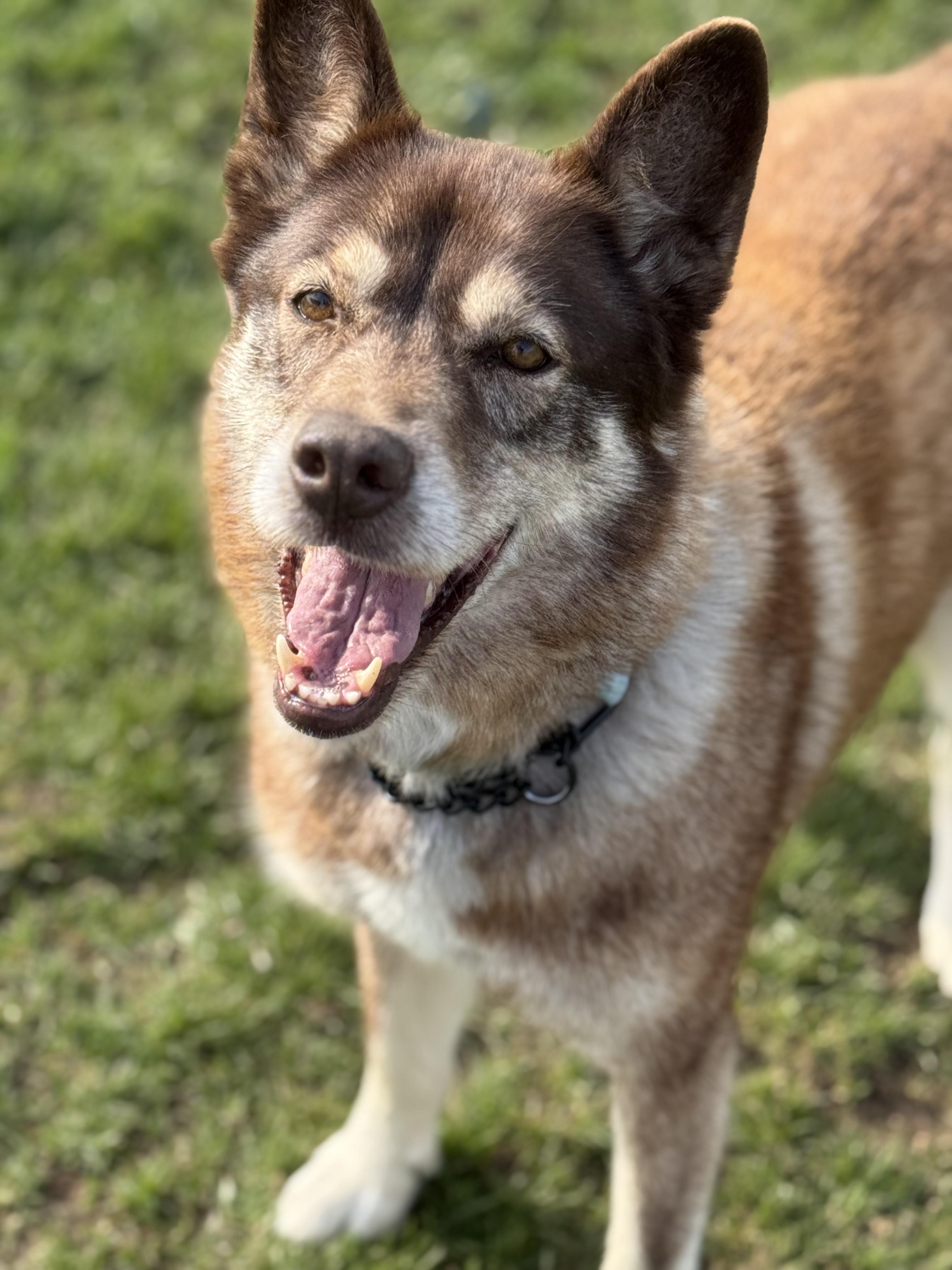 Enlarge Matilda , a ADOPTABLE mixed breed in Everett, ON image 2/5