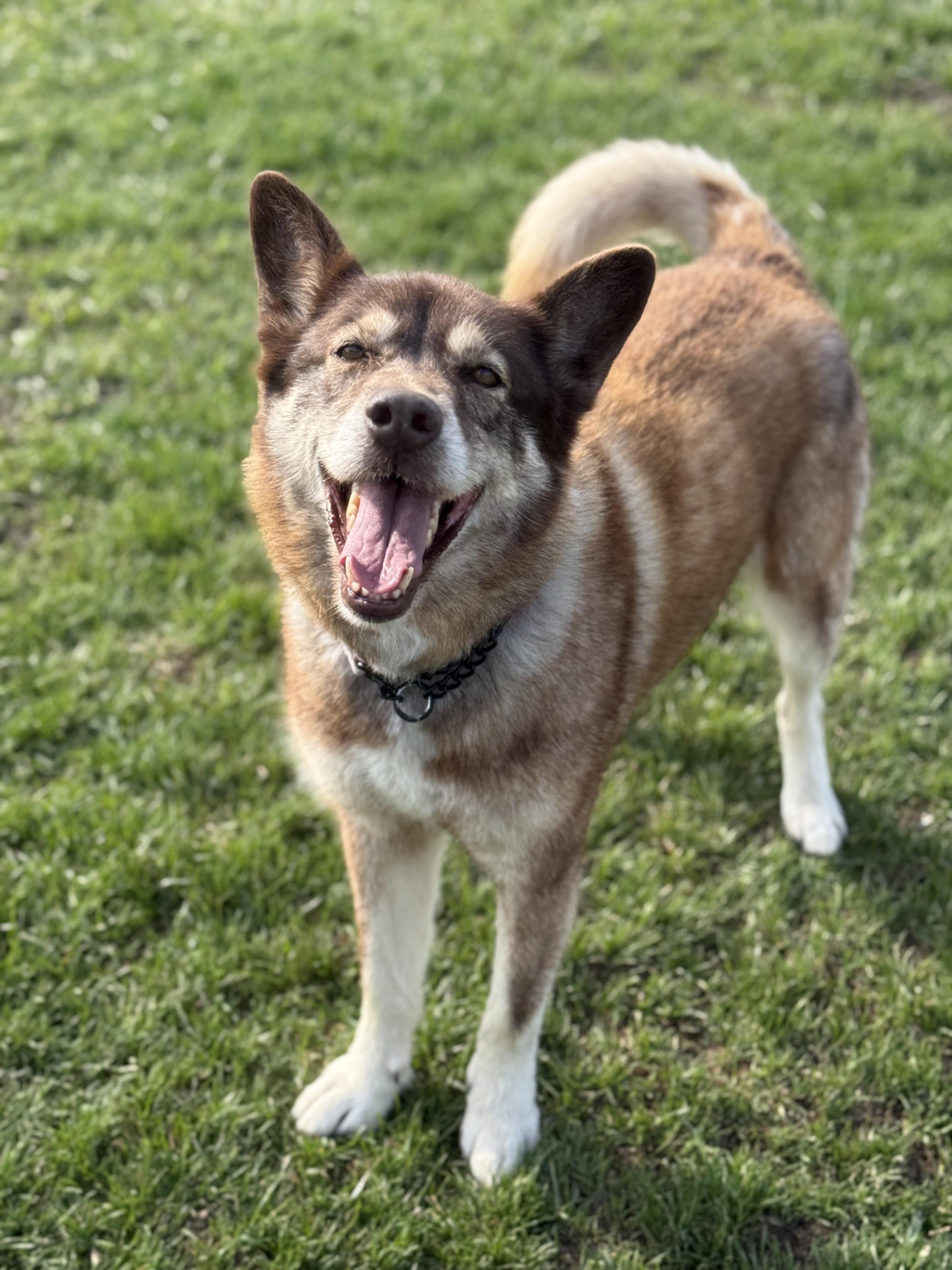 Enlarge Matilda , a ADOPTABLE mixed breed in Everett, ON image 4/5