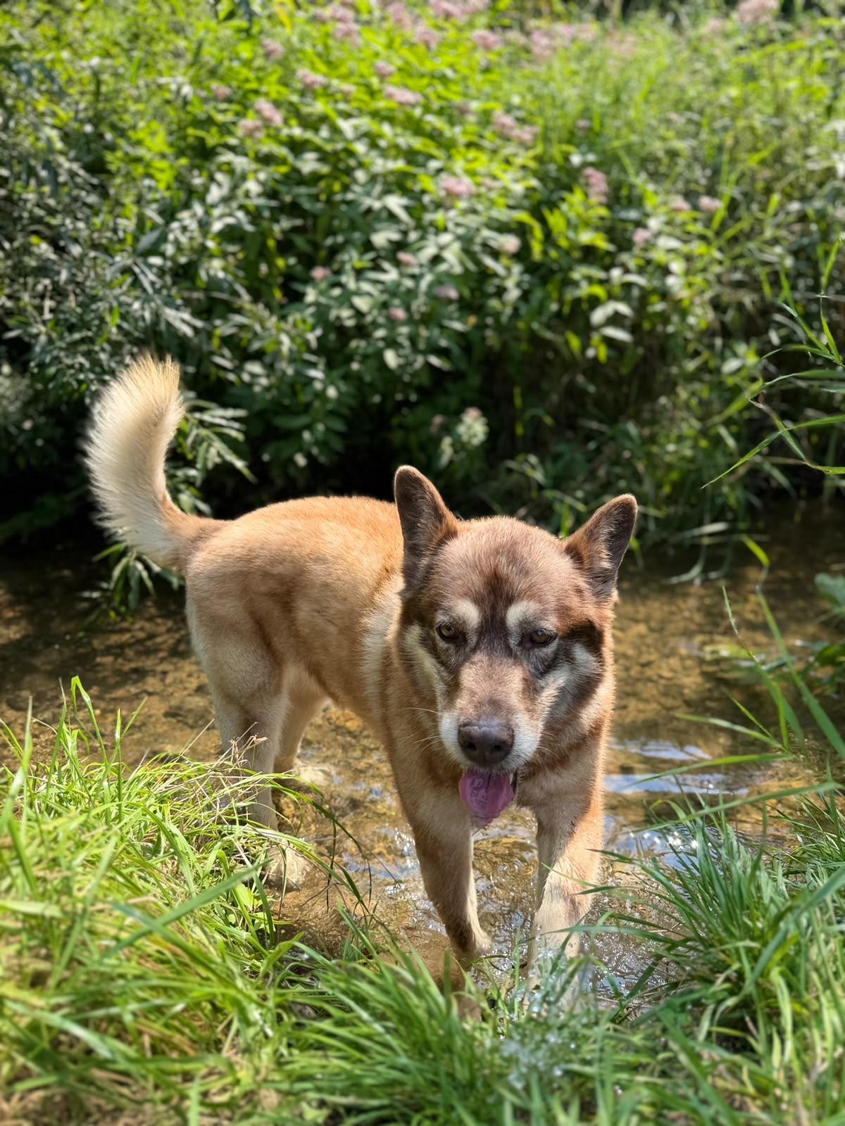 Matilda , a ADOPTABLE mixed breed in Everett, ON image 3/6