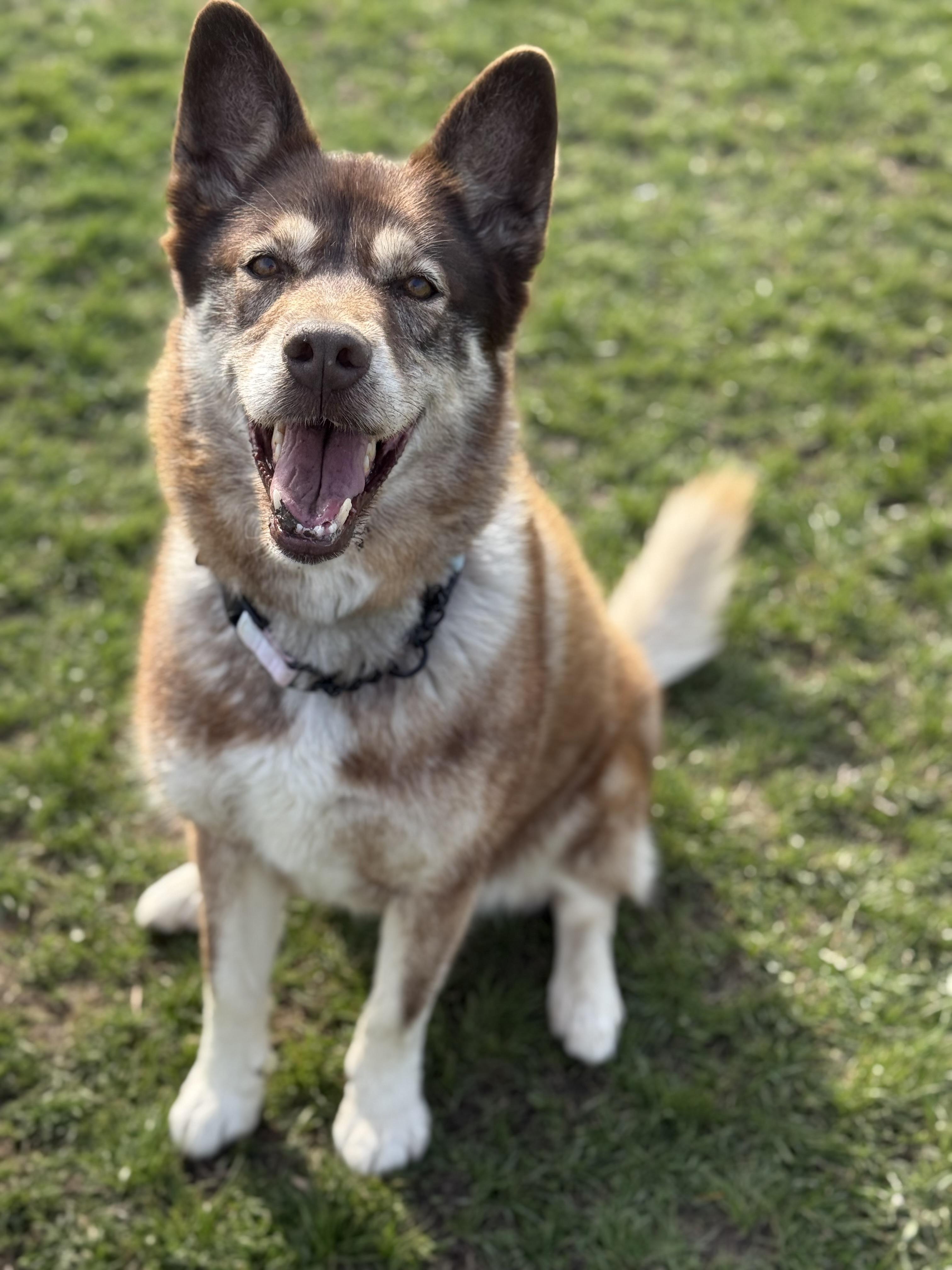 Matilda , ADOPTABLE, Adult Female Shepherd & Husky.
