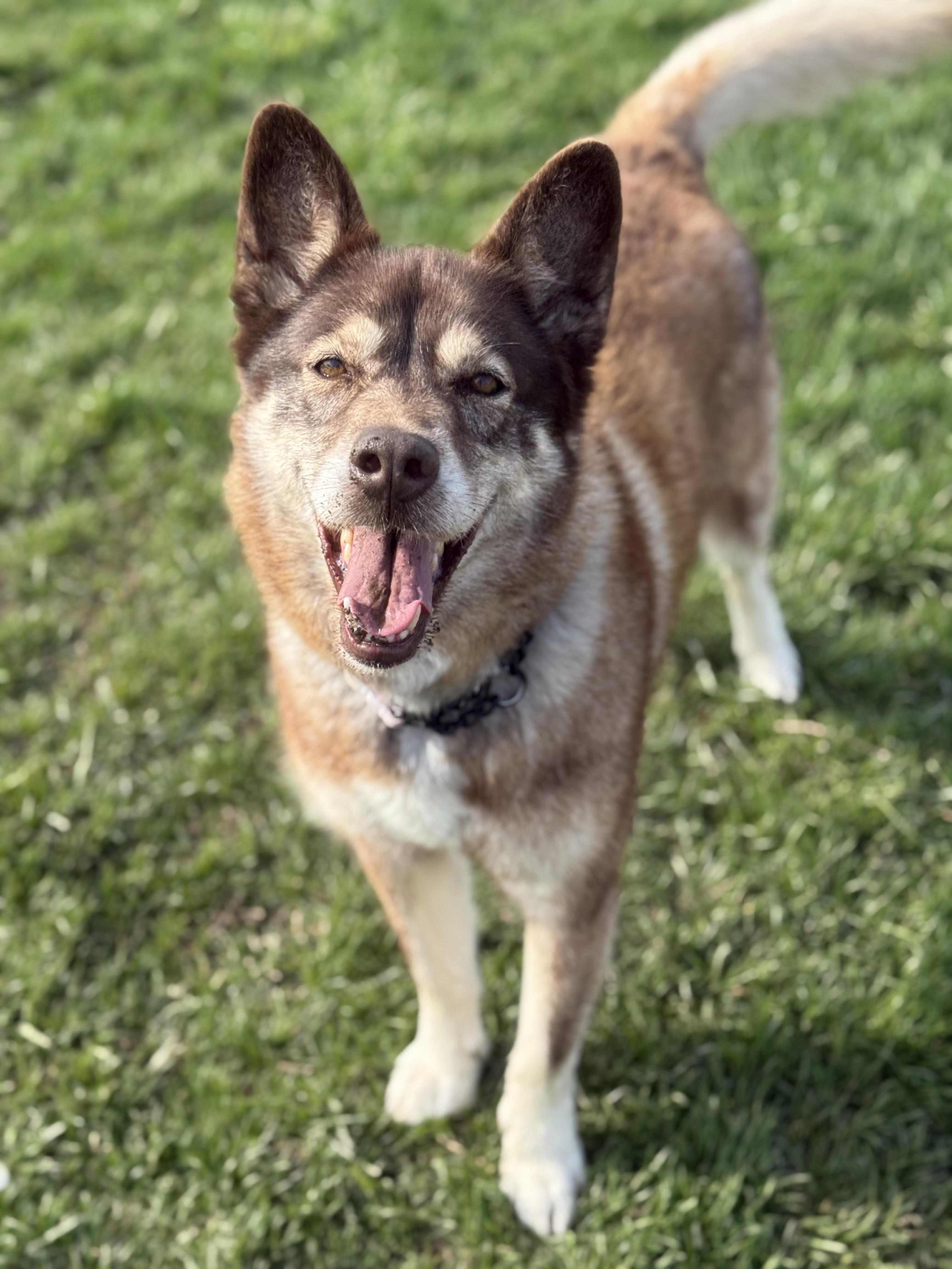 Enlarge Matilda , a ADOPTABLE mixed breed in Everett, ON image 5/5