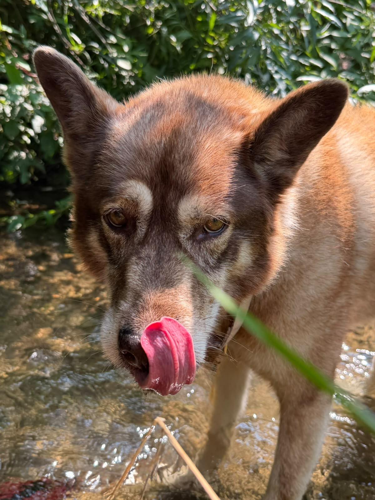Matilda , a ADOPTABLE mixed breed in Everett, ON image 4/6