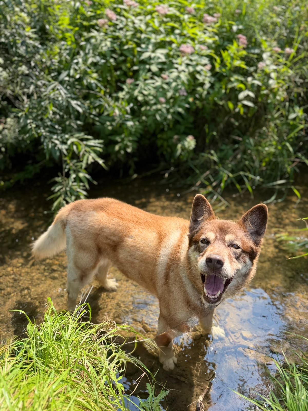 Matilda , a ADOPTABLE mixed breed in Everett, ON image 2/6