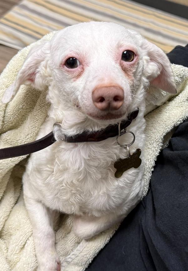 Enlarge Ojay, a Adoptable mixed breed in Oceanside, CA image 1/1
