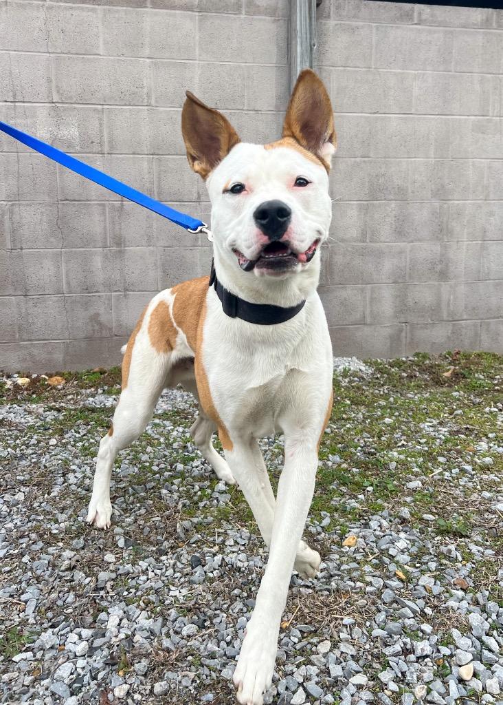 Enlarge King, a Adoptable mixed breed in Murray, KY image 1/3