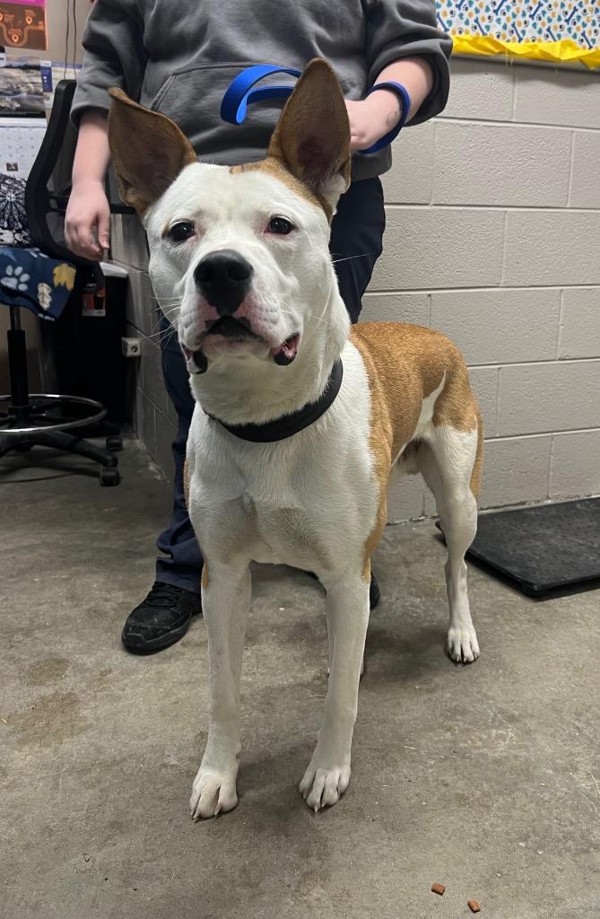 Enlarge King, a Adoptable mixed breed in Murray, KY image 2/3