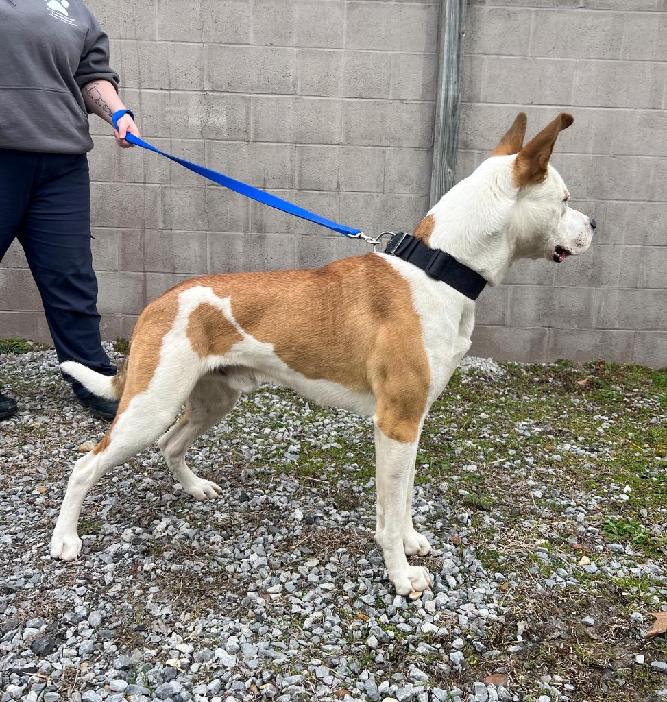 Enlarge King, a Adoptable mixed breed in Murray, KY image 3/3