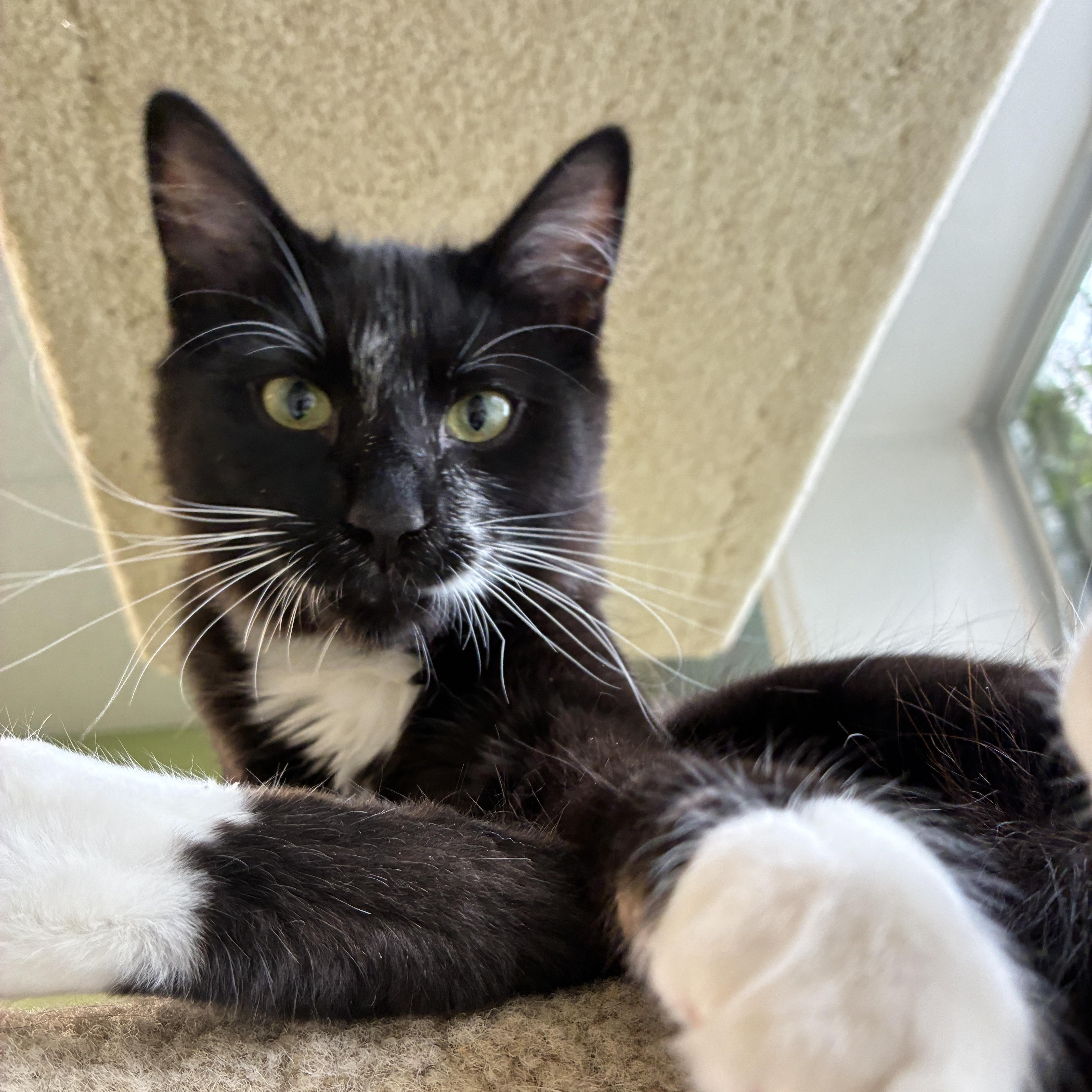 Braxton & Shasta (Bonded), Adoptable, Young Male Domestic Medium Hair & Domestic Short Hair.