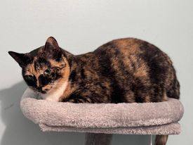 Marley, Adoptable, Adult Female Tortoiseshell.