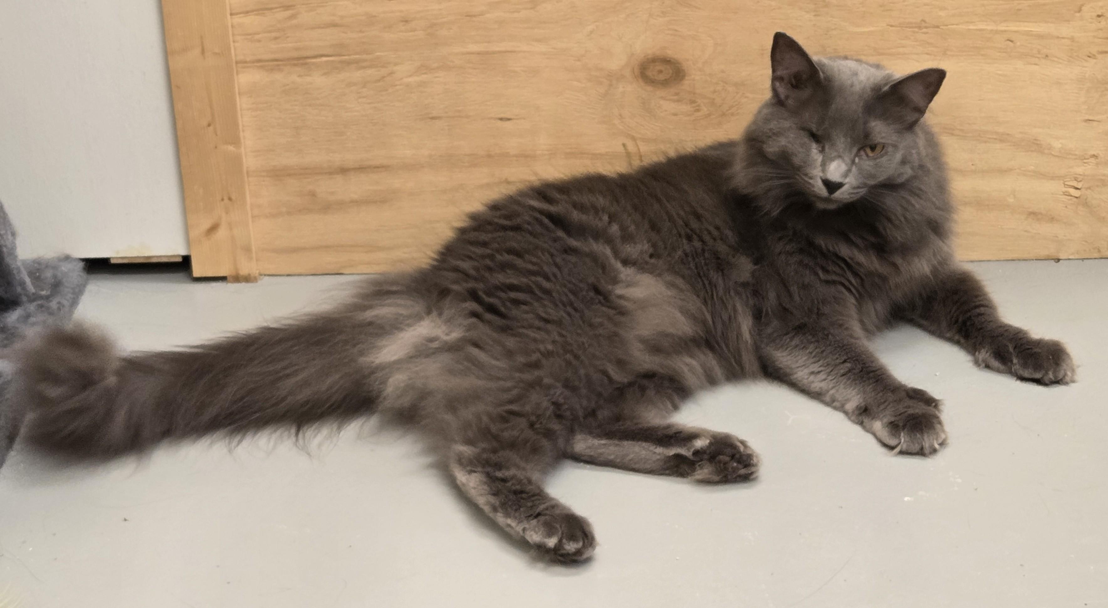 Fluffy, ADOPTABLE, Young Female Domestic Medium Hair.