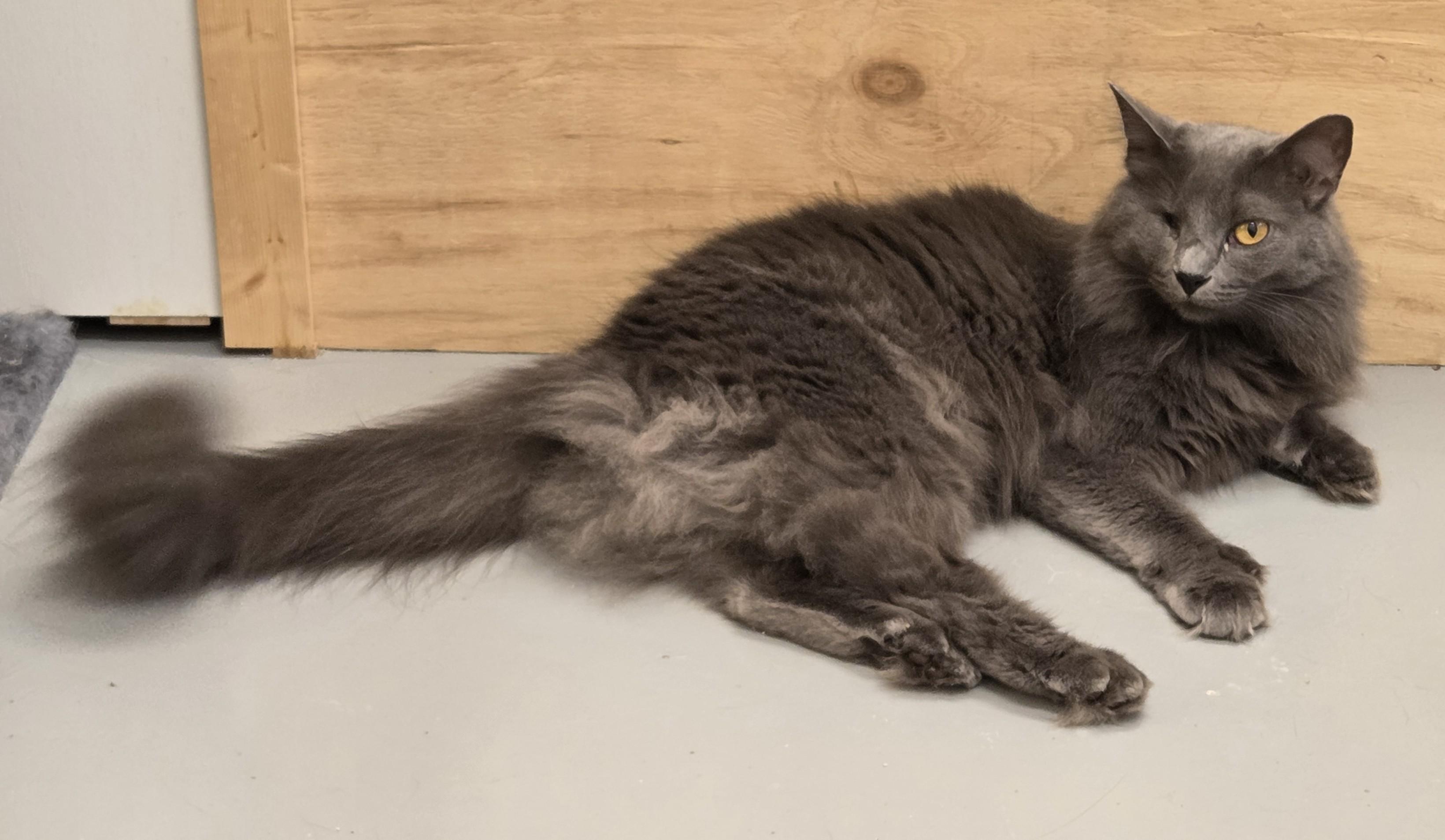 Fluffy, a ADOPTABLE mixed breed in Butler, PA image 2/2