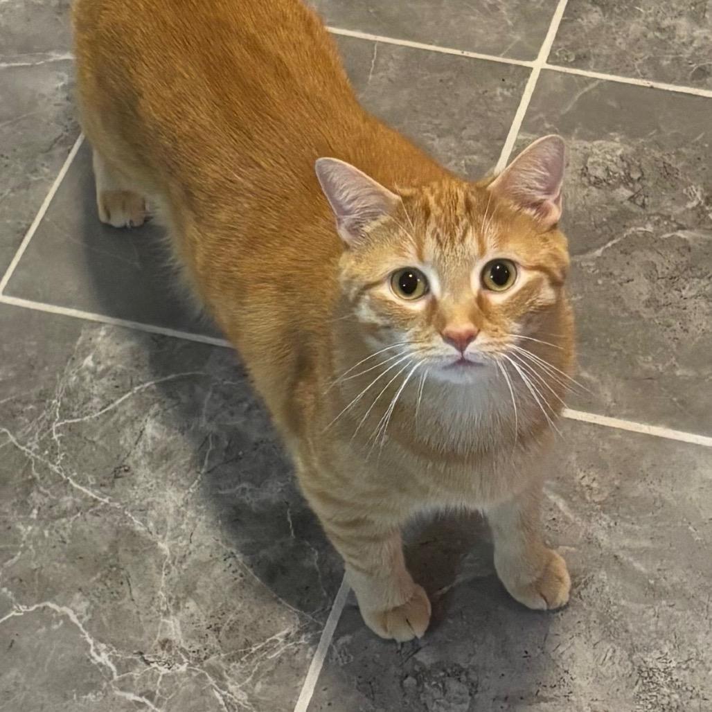 Andy, Adoptable, Adult Male Domestic Short Hair.