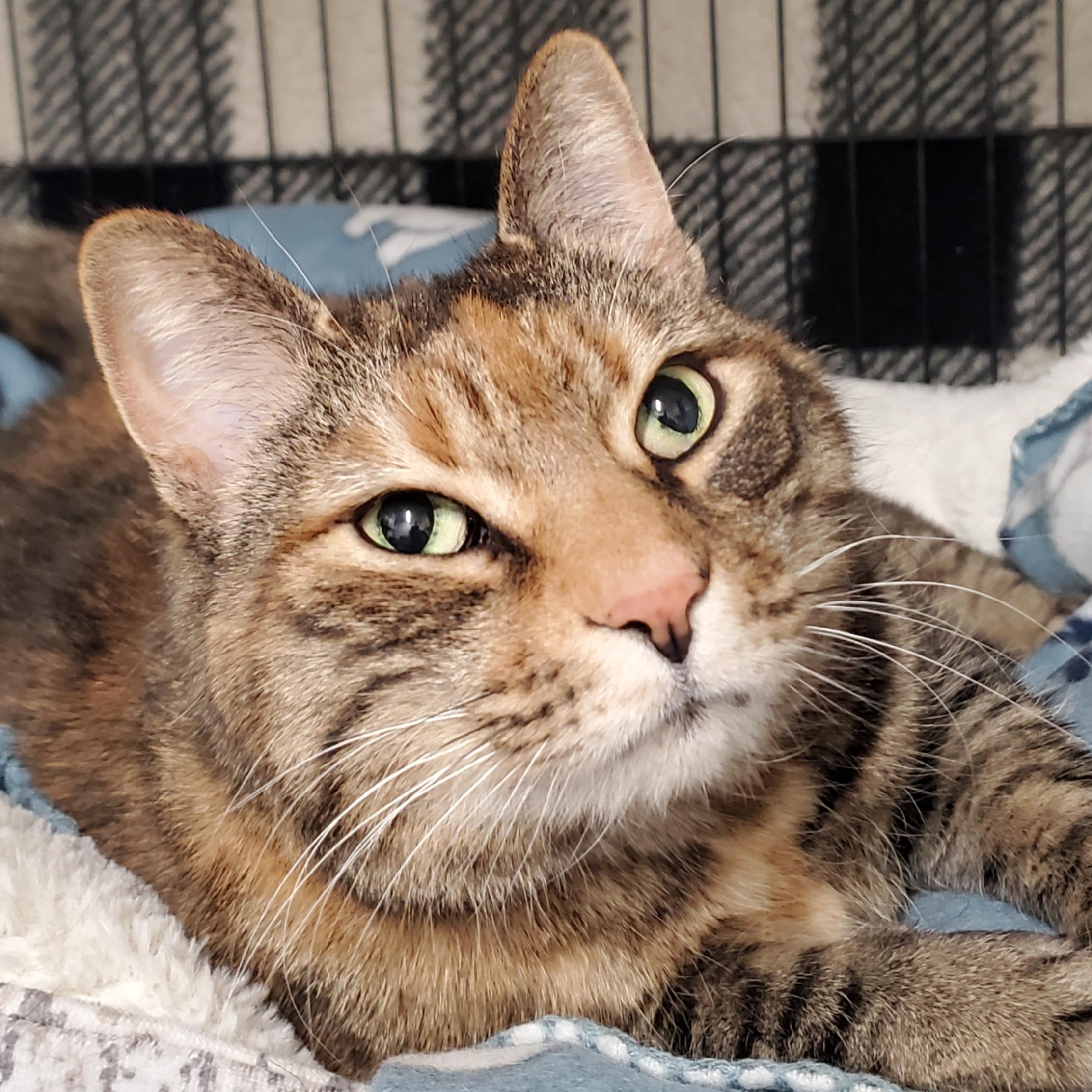 Enlarge Luna, a ADOPTABLE Domestic Short Hair in Marseilles, IL image 1/1