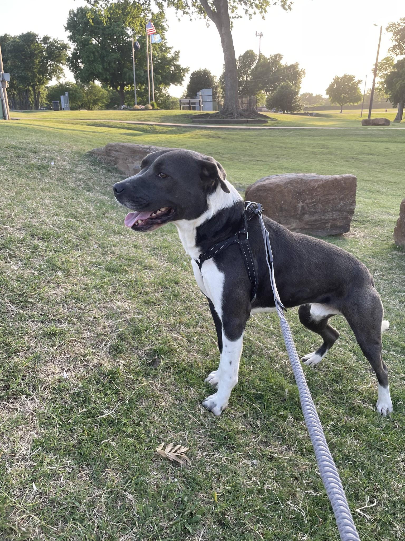 Blue, a ADOPTABLE mixed breed in Broken Arrow, OK image 3/3