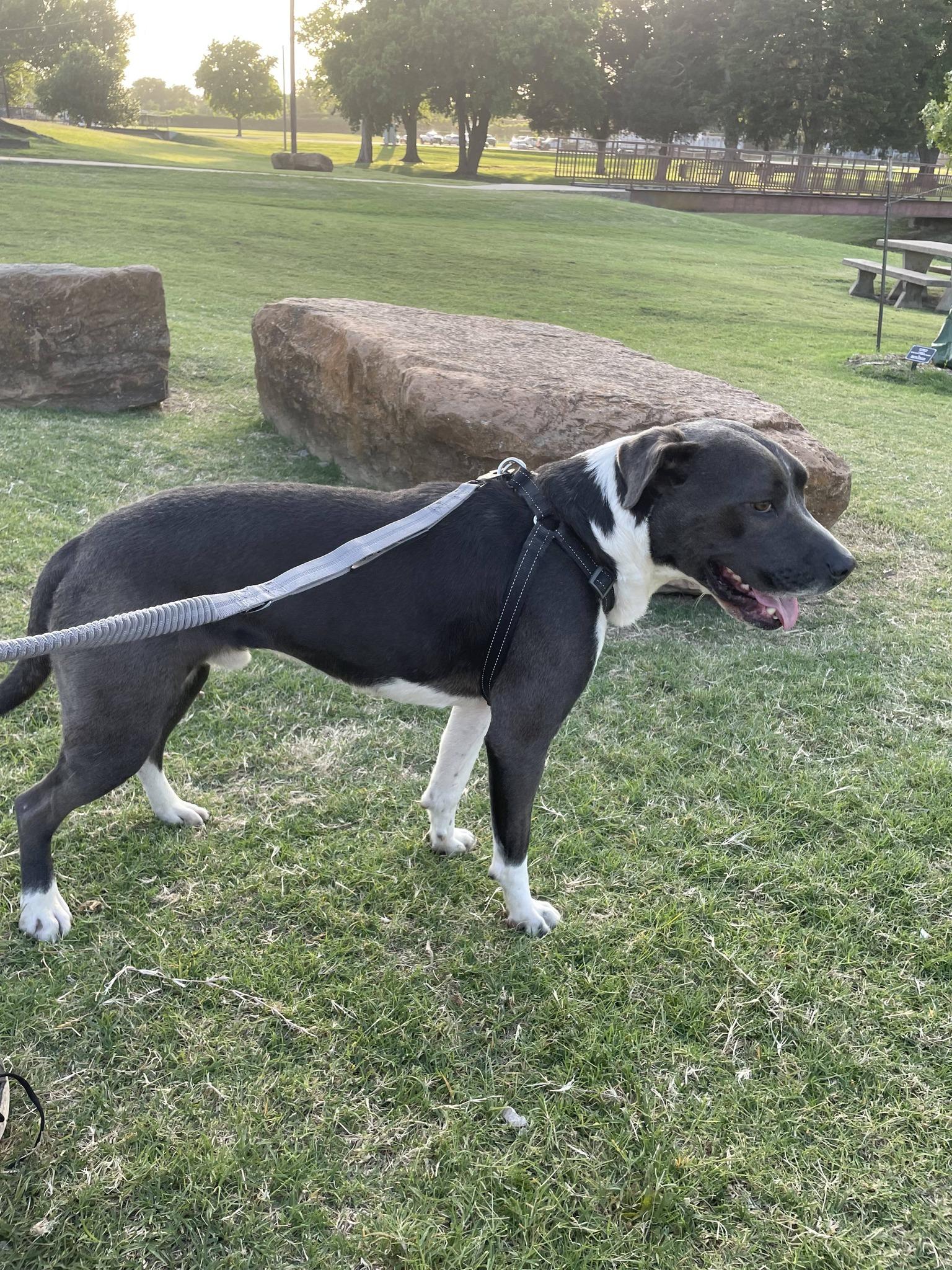 Blue, a ADOPTABLE mixed breed in Broken Arrow, OK image 2/3