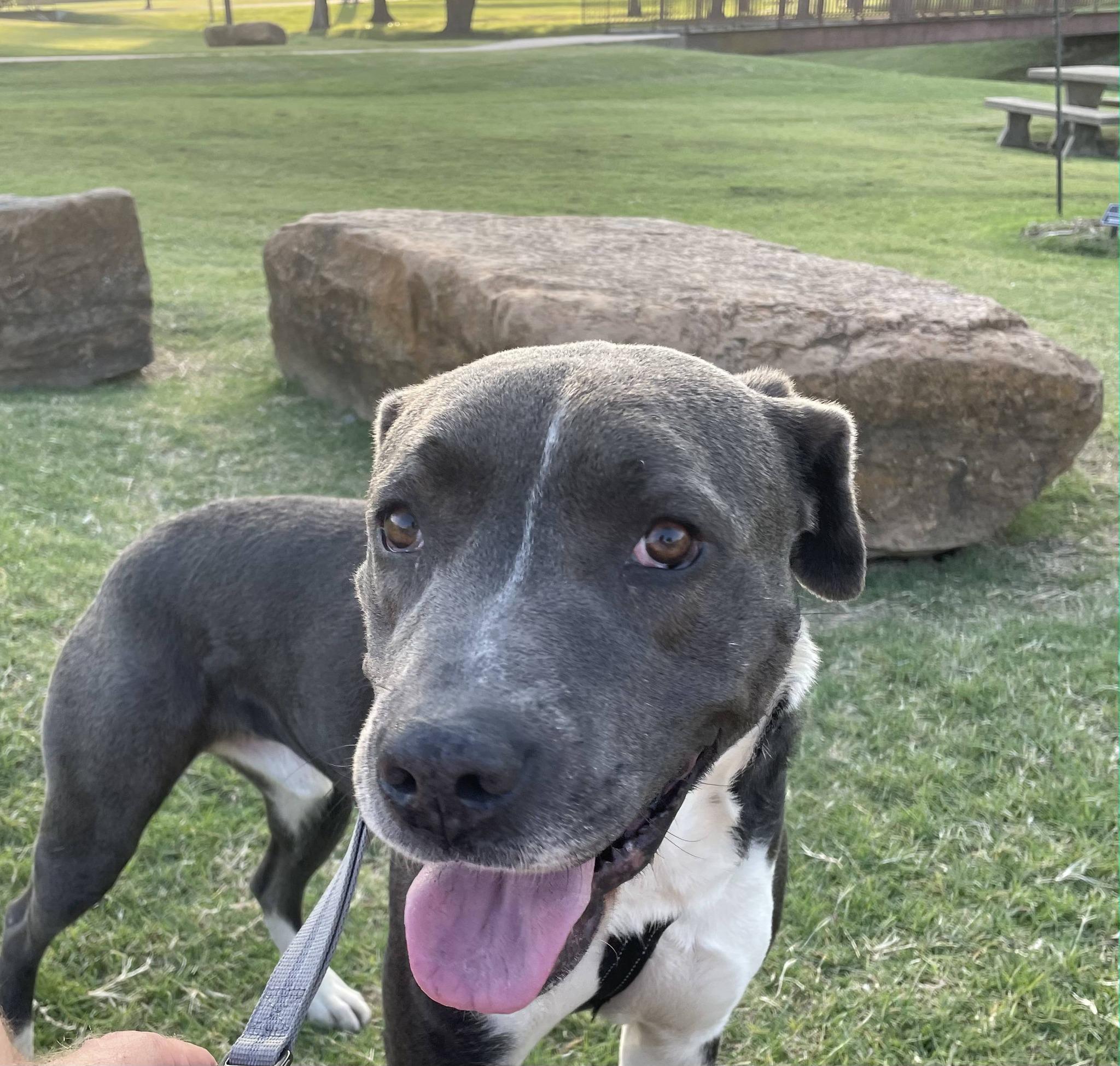 Blue, a ADOPTABLE mixed breed in Broken Arrow, OK image 1/3