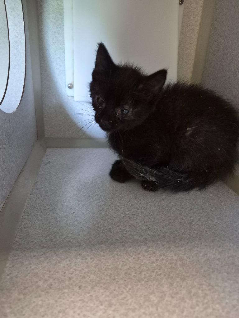 CUPCAKE, Adoptable, Kitten Female Domestic Medium Hair.