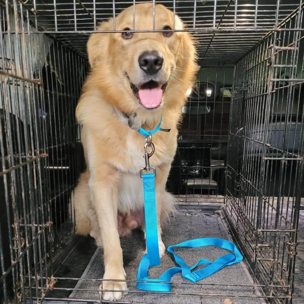 Enlarge Kirby, a Adoptable Golden Retriever in Waterville, OH image 1/1